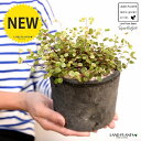ワイヤープランツ(斑入り:スポットライト) 黒色 モスポット シリンダー型 陶器鉢(天然砕石) ワイヤー グランドカバー つる性植物 鉢植え 鉢 素焼 テラコッ...