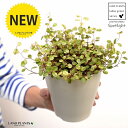 【お試し】 ワイヤープランツ(斑入り)4号 白色 プラスチック鉢(ココファイバー) スポットライト グランドカバー プラ鉢 苗 苗木 白 ホワイト 丸 観葉植物...