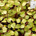 【お試し】 ワイヤープランツ(斑入り)4号 白色 プラスチック鉢(ココファイバー) スポットライト グランドカバー プラ鉢 苗 苗木 白 ホワイト 丸 観葉植物...