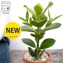 クルシア 茶色 モスポット シリンダー型 陶器鉢(天然砕石) クルシア クルシアロゼア クルーシア 鉢植え 鉢 素焼 テラコッタ 茶 ブラウン 丸 丸形 観葉植物 植物 送料無料