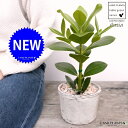 クルシアロゼア 白色 モスポット シリンダー型 陶器鉢(天然砕石) クルシア ロゼア サインの木 鉢植え 鉢 素焼 テラコッタ 白 ホワイト 丸 丸形 観葉植物 植物 送料無料
