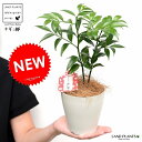 梛:ナギ(縁結びの木) 白色 プラスチック鉢 4号(ココファイバー) 梛 ナギ ナギノキ 梛木 熊野三山 神木 鉢 鉢植え 苗 苗木 プラ鉢 4寸 12cm 観...