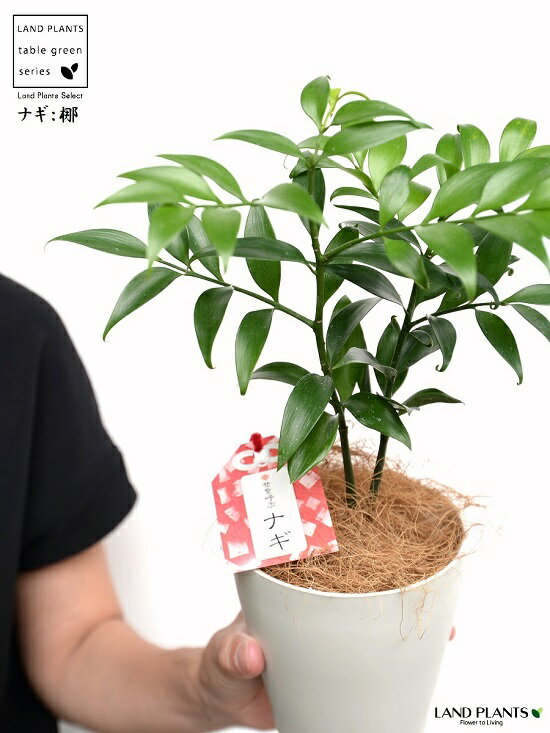 ナギ 梛 は縁結びの木 縁起のいい観葉植物 梛 の特徴や由縁をご紹介 Kurashi No