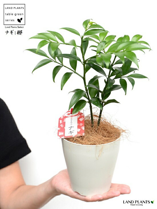 楽天市場 梛 ナギ 縁結びの木 白色 プラスチック鉢 4号 ココファイバー 梛 ナギ ナギノキ 梛木 熊野三山 神木 鉢 鉢植え 苗 苗木 プラ鉢 4寸 12cm 観葉植物 植物 椥 凪 なぎ Land Plants 楽天市場店 楽天市場 梛 ナギ 縁結びの木 白色 プラスチック鉢 4号 ココファイバー 梛 ナギ ナギノキ 梛木 熊野三山 神木 鉢 鉢植え 苗 苗木 プラ鉢 4寸 12cm 観葉植物 植物 椥 凪 なぎ Land Plants 楽天市場店