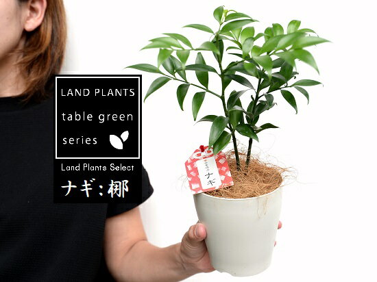 楽天市場 梛 ナギ 縁結びの木 白色 プラスチック鉢 4号 ココファイバー 梛 ナギ ナギノキ 梛木 熊野三山 神木 鉢 鉢植え 苗 苗木 プラ鉢 4寸 12cm 観葉植物 植物 椥 凪 なぎ Land Plants 楽天市場店
