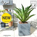 カッコイイ観葉植物! スタイリッシュな鉢植えアガベです♪ デスメティアナ
