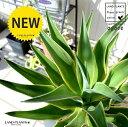 カッコイイ観葉植物! スタイリッシュな鉢植えアガベです♪ デスメティアナ