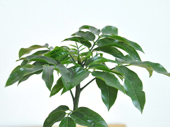 楽天市場 New ジャックと豆の木 白色丸型陶器鉢に植えた オーストラリアンビーンズ 楽ギフ のし 楽ギフ のし宛書 楽ギフ メッセ 楽ギフ メッセ入力 ジャックトマメノキ 絵本 イギリスの昔話 敬老の日 ポイント消化 観葉植物 Land Plants 楽天市場店