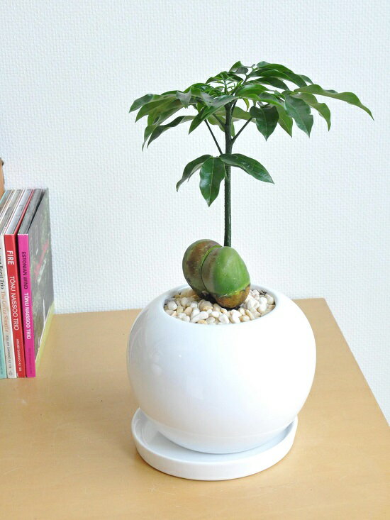 楽天市場 New ジャックと豆の木 白色丸型陶器鉢に植えた オーストラリアンビーンズ 楽ギフ のし 楽ギフ のし宛書 楽ギフ メッセ 楽ギフ メッセ入力 ジャックトマメノキ 絵本 イギリスの昔話 敬老の日 ポイント消化 観葉植物 Land Plants 楽天市場店