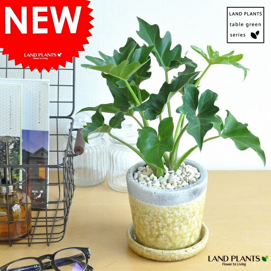 new!! セローム　やさしい色あいの陶器鉢に植えた　クレーパ陶器　黄色【楽ギフ_のし】【楽ギフ_のし宛書】【楽ギフ_メッセ】【楽ギフ_メッセ入力】黄色 風水　クッカバラ　敬老の日　ポイント消化　観葉植物