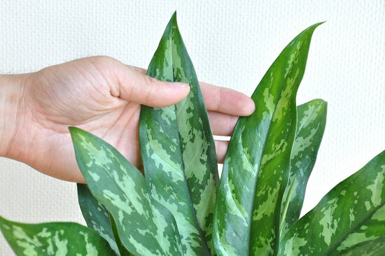 アグラオネマの育て方 植物ノート アグラオネマの育て方 植物ノート