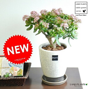 new!!　金のなる木（花月）　ツートンカラーのモダン陶器に植えた　多肉植物　カネノナルキ・POTT・カゲツ　ベンケイソウ科　結婚式で両親へのプレゼント　結婚式の記念品　親贈呈ギフト　両親贈呈品　フチベニベンケイ　成金草　かねのなる木