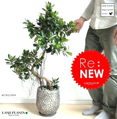 https://thumbnail.image.rakuten.co.jp/@0_mall/land-plants/cabinet/04773502/imgrc0090245450.jpg