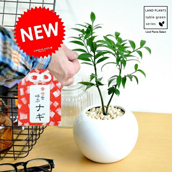 NEW!!　縁結びの木　梛(ナギ)　白色丸型陶器に植えた　熊野三山の御神木　ナギの木　ギフトに最適ITEMを♪【楽ギフ_のし】【楽ギフ_のし宛書】【楽ギフ_メッセ】【楽ギフ_メッセ入力】観葉植物　梛の木 梛ナギ　直虎　敬老の日　ポイント消化　観葉植物