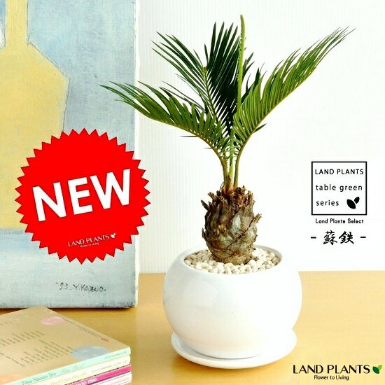 楽天市場】ソテツ(観葉植物|花・観葉植物):花・ガーデン 楽天市場】ソテツ(観葉植物|花・観葉植物):花・ガーデン