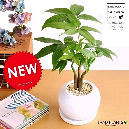 LAND PLANTS『パキラ 卓上サイズ 白色丸型陶器鉢 3本株立ち』