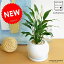 NEW!! スパティフィラム 白色丸形陶器鉢に植えこんだ 白の美しい花を咲かせる 観葉植物 スパティ table green series Spathiphyllum 敬老の日 ポイント消化 観葉植物