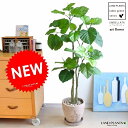 【造花です】 NEW!! ウンベラータ × 茶色エッグ陶器鉢セット ハート葉っぱ ウンベラータのフェイク 美しい樹形♪ 人工観葉植物 光触媒 ウランベータ 日傘...