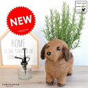 ローズマリー 4号 × ワンちゃんバスケット Mサイズ 2色犬 鉢植え 苗 苗木 薬 立性 ハーブ マンネンロウ 迷迭香 海のしずく ココヤシファイバー 観葉植...