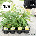 【ケース販売】 レモンマートル 4号 苗ポット（12個セット） 苗 苗木 鉢 鉢植え 植木 庭木 ハーブ メディカルハーブ アロマテラピー レモン マートル シトラール インフルエンザ 感染症 コロナウイルス 観葉植物 観葉 業販 卸 卸売り ケース売り