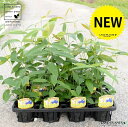 【ケース販売】 レモンマートル 4号 苗ポット(12個セット) 苗 苗木 鉢 鉢植え 植木 庭木 ハーブ メディカルハーブ アロマテラピー レモン マートル シトラール インフルエンザ 感染症 コロナウイルス 観葉植物 観葉 業販 卸 卸売り ケース売り