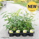 【ケース販売】 レモンマートル 4号 苗ポット(12個セット) 苗 苗木 鉢 鉢植え 植木 庭木 ハーブ メディカルハーブ アロマテラピー レモン マートル シトラール インフルエンザ 感染症 コロナウイルス 観葉植物 観葉 業販 卸 卸売り ケース売り