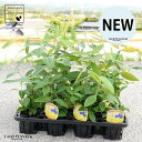 【ケース販売】 レモンマートル 4号 苗ポット（12個セット） 苗 苗木 鉢 鉢植え 植木 庭木 ハーブ メディカルハーブ アロマテラピー レモン マートル シトラール インフルエンザ 感染症 コロナウイルス 観葉植物 観葉 業販 卸 卸売り ケース売り