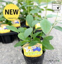 【ケース販売】 レモンマートル 4号 苗ポット(12個セット) 苗 苗木 鉢 鉢植え 植木 庭木 ハーブ メディカルハーブ アロマテラピー レモン マートル シトラール インフルエンザ 感染症 コロナウイルス 観葉植物 観葉 業販 卸 卸売り ケース売り