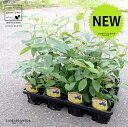 【ケース販売】 レモンマートル 4号 苗ポット(12個セット) 苗 苗木 鉢 鉢植え 植木 庭木 ハーブ メディカルハーブ アロマテラピー レモン マートル シトラール インフルエンザ 感染症 コロナウイルス 観葉植物 観葉 業販 卸 卸売り ケース売り