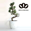 【千寿盆栽】 盆栽 BONSAI 松の木(五葉松:ゴヨウマツ)曲がり 5号 白色 陶器鉢 1鉢 マツ 松 松の木 Pinus parviflora Japane...