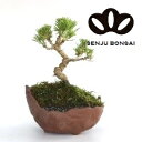 【千寿盆栽】 盆栽 BONSAI 松の木(ミカワクロマツ:三河黒松) 6号 和風 変形鉢 1鉢 マツ 松 松の木 Pinus thunbergii Japane...