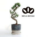 【千寿盆栽】 盆栽 BONSAI 松の木(五葉松:ゴヨウマツ)曲がり 5号 ツートン 陶器鉢 1鉢 マツ 松 松の木 Pinus parviflora Japa...