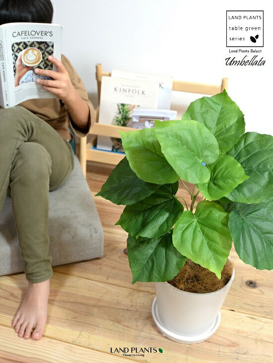 【造花 】 ウンベラータ （自然樹形） 5〜6号サイズ 白色 ラウンド 陶器鉢 Mサイズ 観葉 観葉植物 インテリアグリーン アートフラワー アーティフィシャルフラワー asca アスカ 造花 【造花 ＋ 陶器鉢】