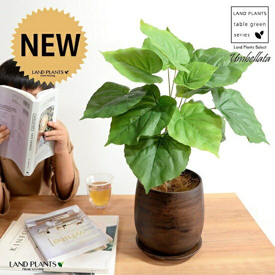 【造花 】 ウンベラータ （自然樹形） 5〜6号サイズ ウッド風 ペイント陶器鉢 Mサイズ 観葉 観葉植物 ..