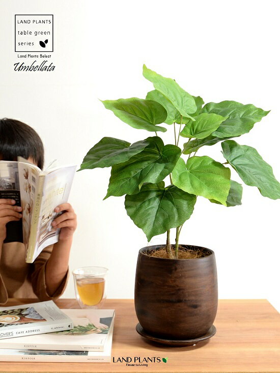【造花 】 ウンベラータ （自然樹形） 5〜6号サイズ ウッド風 ペイント陶器鉢 Mサイズ 観葉 観葉植物 インテリアグリーン 茶 茶色 ブラウン ウォールナット アートフラワー アーティフィシャルフラワー asca アスカ 造花
