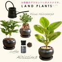 【セレクト観葉 5点セット+受皿3枚】 ・アルテシーマ 黒大丸 1点 ・ガジュマル 黒大丸 1点 ・コーヒー 黒大丸 1点 ・evo植物元気肥料 1点 ・BLACK ジョーロ1.0L 1点 81538