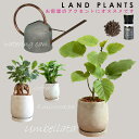 【セレクト観葉 5点セット+受皿3枚】 ・ウンベラータ セメントドロップ陶器 1点 ・ガジュマル セメントドロップ陶器 1点 ・コーヒーの木 セメントドロップ陶器 1点 ・evo植物元気肥料 1点 ・AGED ジョーロ1.4L 1点 81614