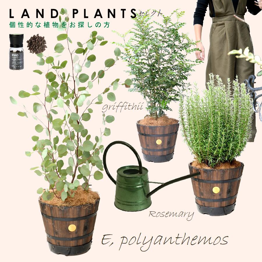 シマトネリコ 【8号 Garden Plants セレクト 5点セット】 ・ユーカリ（ポポラス） ウッドバレル鉢 1点 ・ローズマリー ウッドバレル鉢 1点 ・シマトネリコ ウッドバレル鉢 1点 ・evo植物元気肥料 1点 ・GREEN ジョーロ1.0L 1点 81536