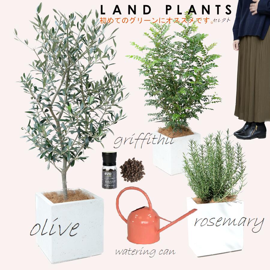 【8号 Garden Plants セレクト 5点セット】 ・オリーブ 白色ファイバーキューブ 1点 ・ローズマリー 白色ファイバーキューブ 1点 ・シマトネリコ 白色ファイバーキューブ 1点 ・evo植物元気肥料 1点 ・Pink ジョーロ1.4L 1点 81612