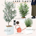 シマトネリコ 【8号 Garden Plants セレクト 5点セット】 ・オリーブ 白色ファイバーキューブ 1点 ・ローズマリー 白色ファイバーキューブ 1点 ・シマトネリコ 白色ファイバーキューブ 1点 ・evo植物元気肥料 1点 ・Pink ジョーロ1.4L 1点 81612