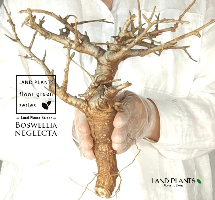 【未発根】 ボスウェリア（ネグレクタ） ミニサイズ 苗木 1株 ボスウェリアネグレクタ 塊根植物 珍奇植物 コーデックス アフリカの木 アフリカ Boswellia neglecta