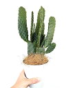 サボテン(墨烏帽子:スミエボシ) 2F 枝分れ白色 プラスチック鉢 4号【ココファイバー】多肉植物・ウチワサボテン 団扇サボテン バンザイサボテン 多肉植物 カ...