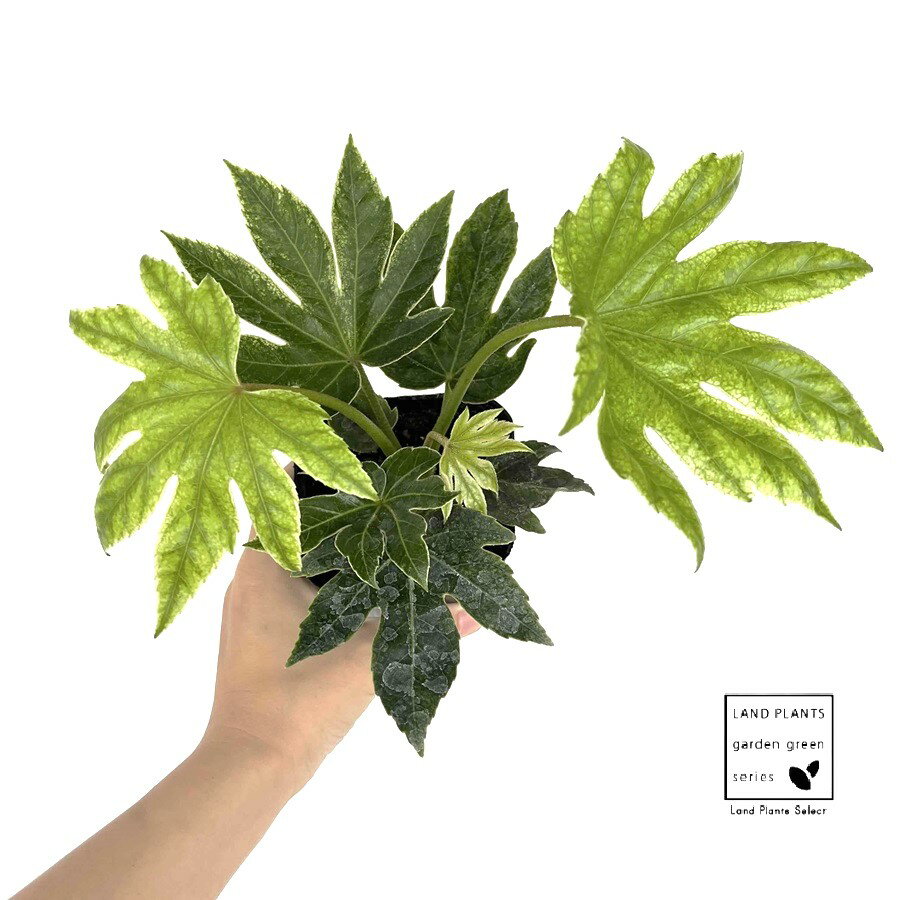 ヤツデ（八手：斑入り） 3.5号 ポット苗 1鉢 スパイダーウェブ スパイダーズウェブテングノハウチワ 天狗の羽団扇 掌型 植栽 庭木 庭園木 鉢植え 鉢 苗 苗木 観葉植物 送料無料 ハッカクキンバン 八角金盤