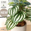 【人工観葉植物】 ペペロミア(サンデルシー:スイカペペ) セメント製 ドロップ型 陶器鉢 1鉢 【ココファイバー・受皿】 ペペロミア ペペ スイカペペロミア スイカ 造花 観葉植物造花 20924-A Peperomia argyreia Objet Plants