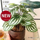 【人工観葉植物】 ペペロミア(サンデルシー:スイカペペ) ウッド風 ペイント 陶器鉢 1鉢 【ココファイバー・受皿】 ペペロミア ペペ スイカペペロミア スイカ 造花 観葉植物造花 20924-A Peperomia argyreia Objet Plants