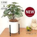 【人工観葉植物】 ペペロミア(サンデルシー:スイカペペ) アイアンスタンド付き 陶器鉢 白色 Sサイズ 1鉢 【ココファイバー・スタンド】 スイカペペロミア スイカ 造花 観葉植物造花 20924-A Peperomia argyreia Objet Plants