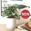 【人工観葉植物】 ペペロミア(サンデルシー:スイカペペ) 白色 ドロップ型 陶器鉢 1鉢 【ココファイバー・受皿】 ペペロミア ペペ スイカペペロミア スイカ 造花 観葉植物造花 20924-A Peperomia argyreia Objet Plants