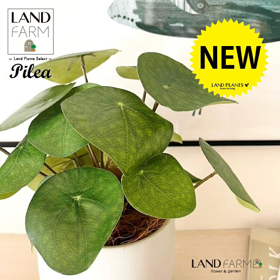 【人工観葉植物】 ピレア（ペペロミオイデス） 白色 ドロップ型 陶器鉢 1鉢 【ココファイバー・受皿】 ..