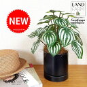 【人工観葉植物】 ペペロミア(サンデルシー:スイカペペ) 黒色 受皿一体式 シリンダー型 陶器鉢 1鉢 【ココファイバー・受皿】 ペペロミア ペペ スイカペペロミア 造花 観葉植物 20924-A Peperomia argyreia Objet Plants