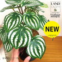 【人工観葉植物】 ペペロミア(サンデルシー:スイカペペ) 黒色 受皿一体式 シリンダー型 陶器鉢 1鉢 【ココファイバー・受皿】 ペペロミア ペペ スイカペペロミア 造花 観葉植物 20924-A Peperomia argyreia Objet Plants